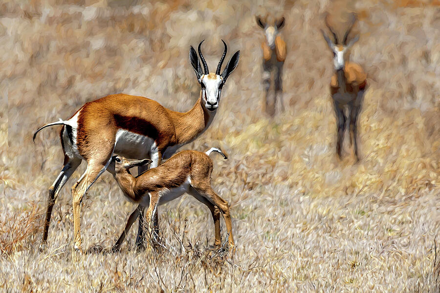 Springbok Mom and Calf Photograph by Kay Brewer