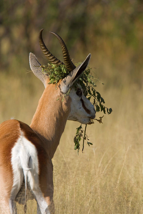 Springbok With Branches Photograph by David Hosking