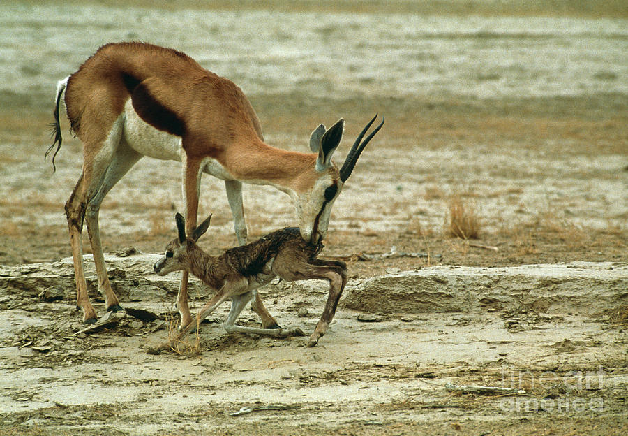 Wildlife Photograph - Springbuck Mother And Young by Peter Chadwick/science Photo Library