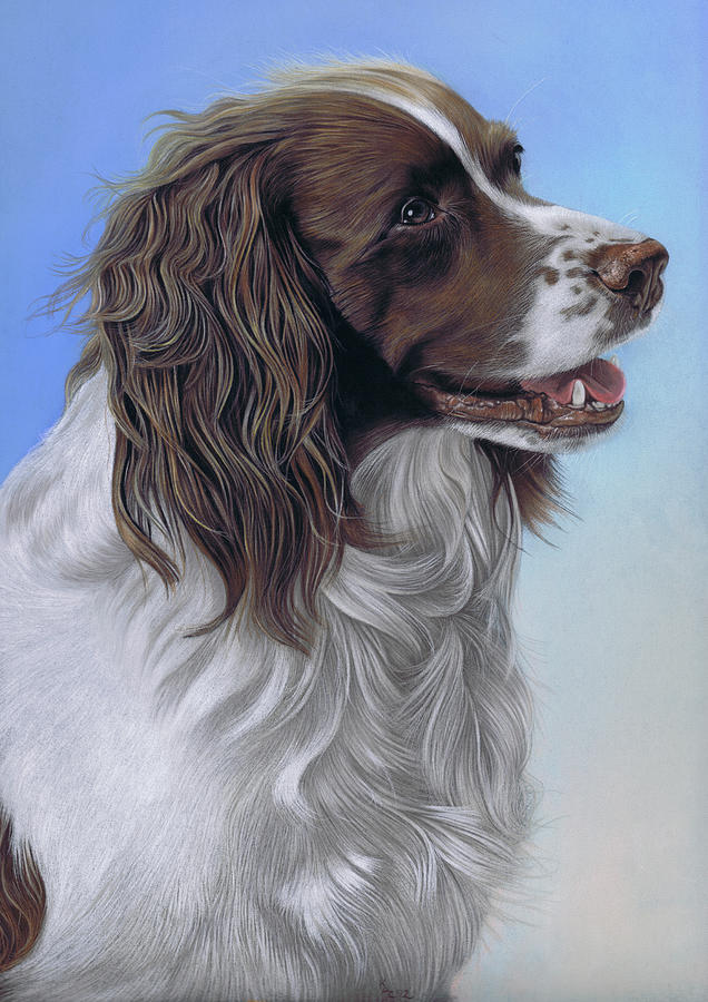 Dog Painting - Springer Spaniel Brodie by Karie-ann Cooper