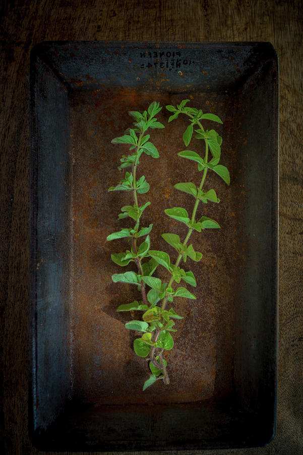 Springs Of Oregano On A Rusted Tray Photograph by Nitin Kapoor