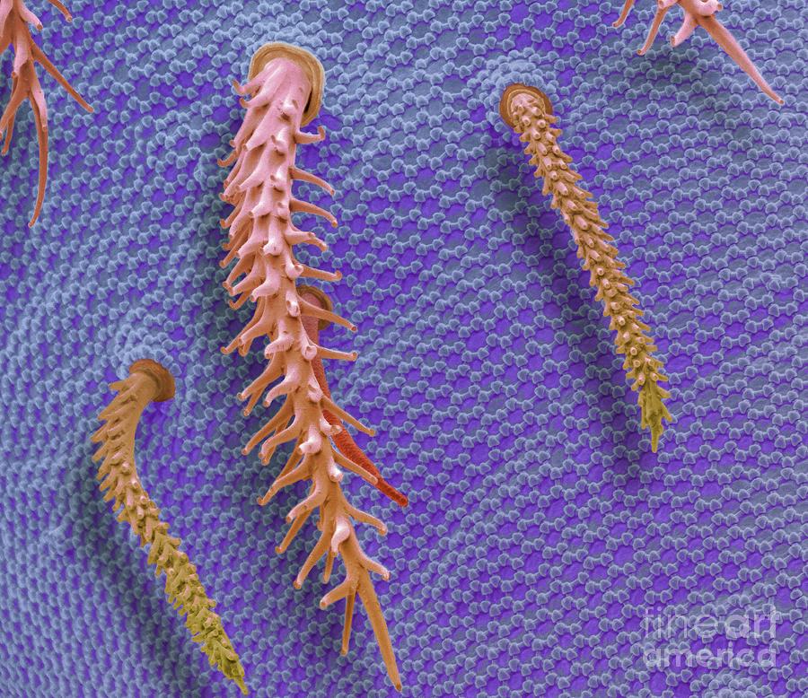 Springtail Body Photograph by Steve Gschmeissner/science Photo Library