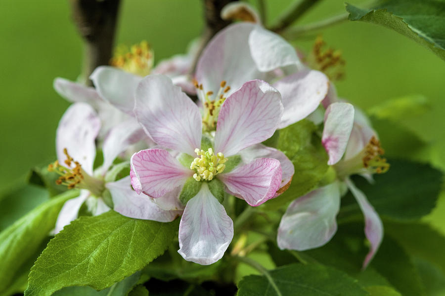 Springtime Apple Blossom Beauty Photograph by Kathy Clark