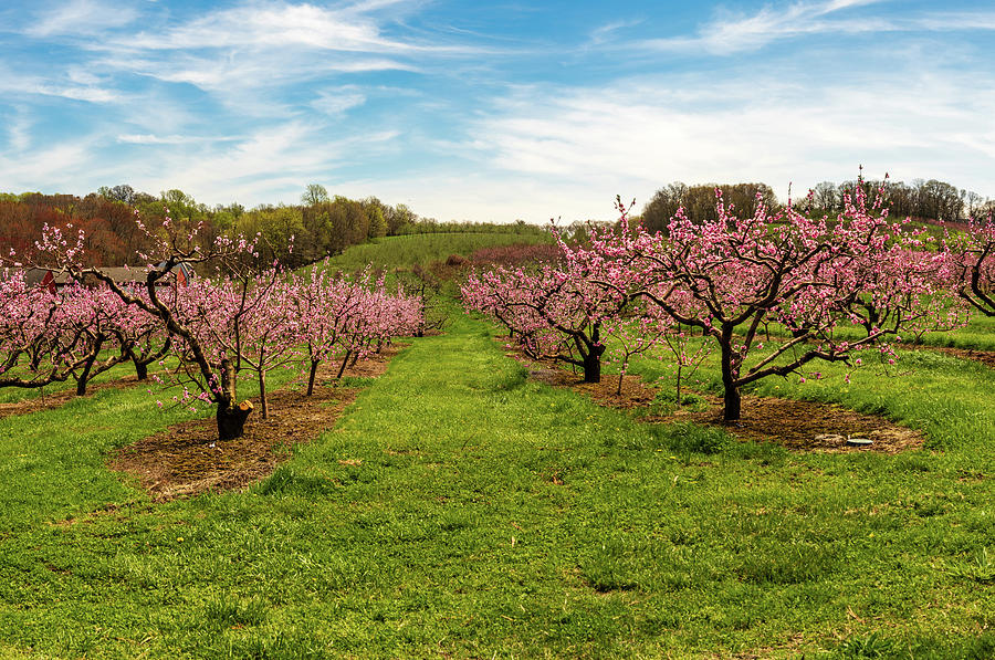 Springtime Apple Orchard In New England Photograph