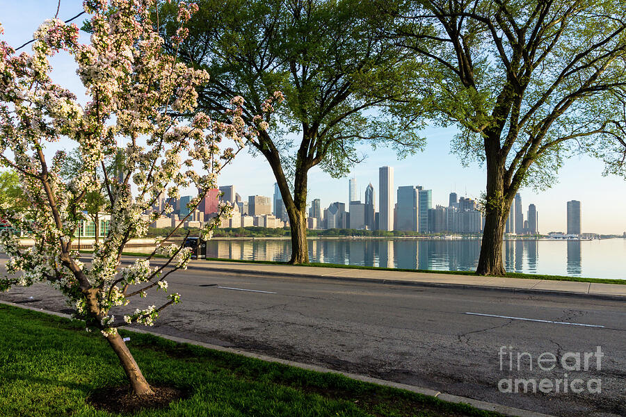Springtime At Chicago Skyline Photograph by Jennifer White
