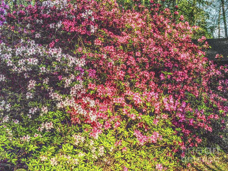 Springtime Azaleas Photograph