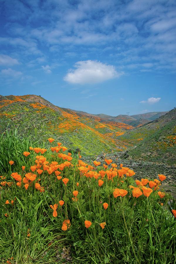 Springtime Beauty in Walker Canyon - Superbloom 2019 Photograph by Lynn Bauer