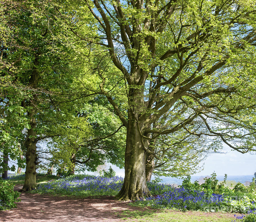 Springtime Beech and Bluebells Photograph by Tim Gainey