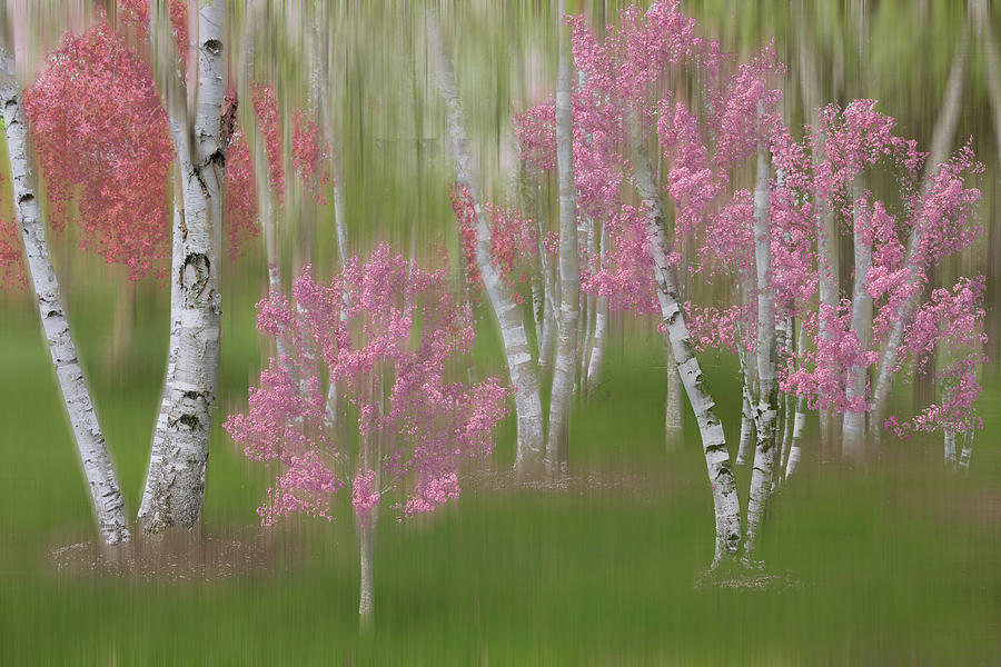 Springtime Birch Forest Dreamscape Photograph by Debra and Dave Vanderlaan