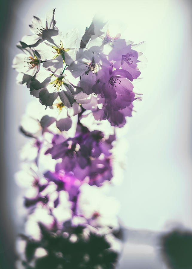 Springtime Bloom Photograph by Scott Wyatt