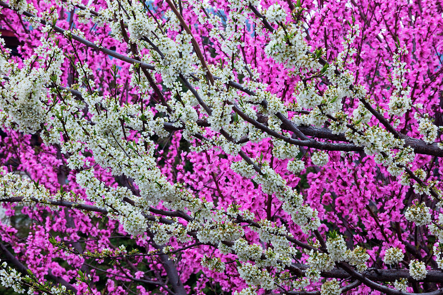 Springtime Blossoms, Bhutan Photograph by Mint Images/ Art Wolfe