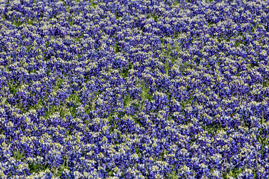Blooming Photograph - Springtime Blue Bonnets Blooming by Darrell Gulin Blooming Photograph - Springtime Blue Bonnets Blooming by Darrell Gulin