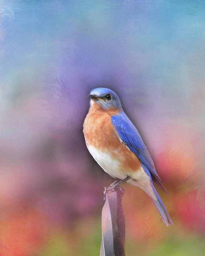 Springtime Bluebird Photograph by Carla Parris
