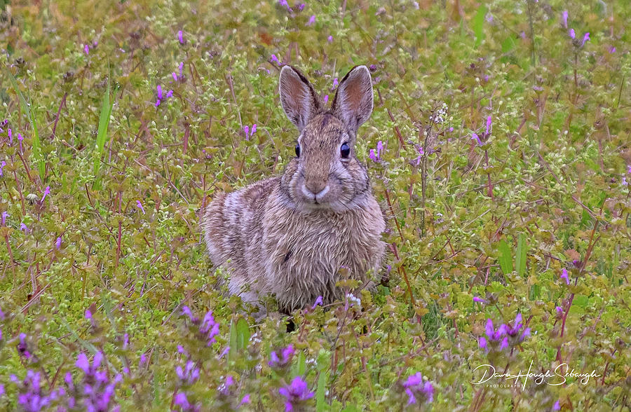 Springtime Bunny Photograph by Dawn Hough Sebaugh