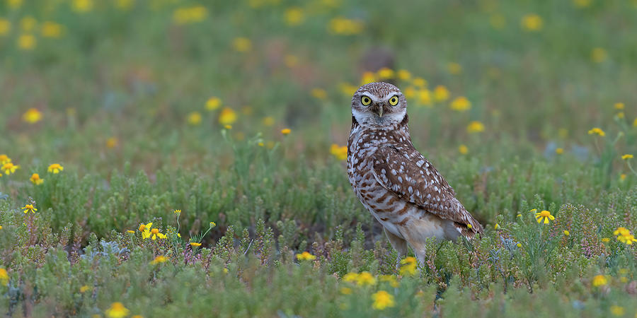 Springtime Burrowing owl Photograph by Gary Langley