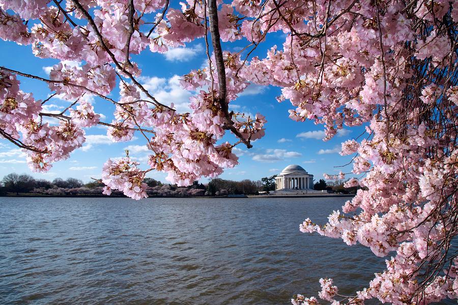 Washington D.c. Photograph - Springtime Cherry Blossoms - Washington D C by Mountain Dreams