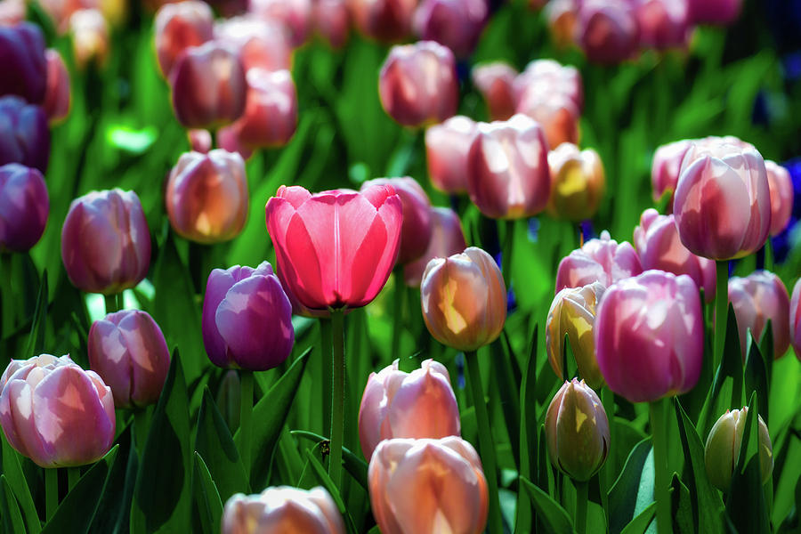 Springtime Colors Photograph by James Barber