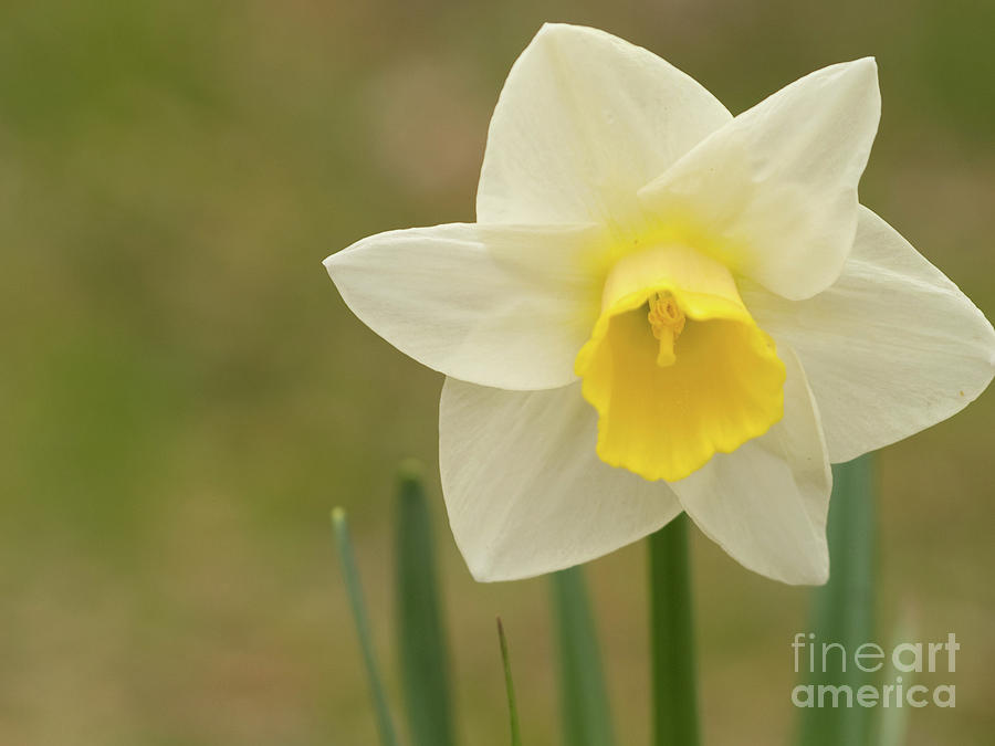 Springtime Daffodil 2 Photograph by Dorothy Lee