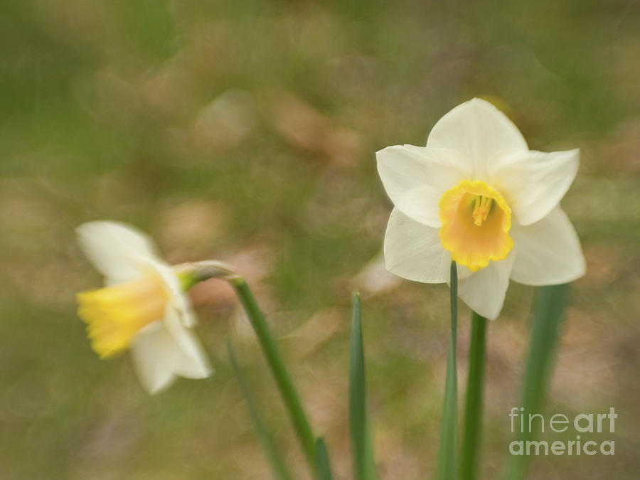 Springtime Daffodil 3 Photograph by Dorothy Lee