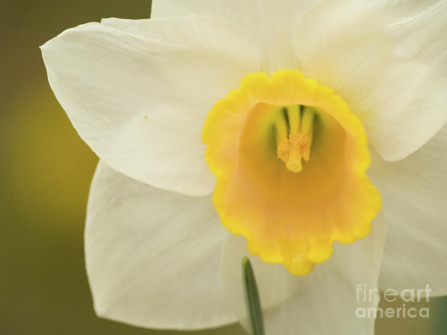 Springtime Daffodil 4 Photograph by Dorothy Lee