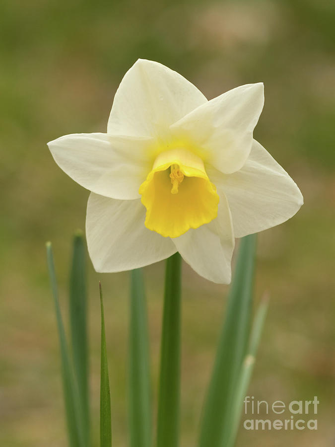 Springtime Daffodil Photograph by Dorothy Lee