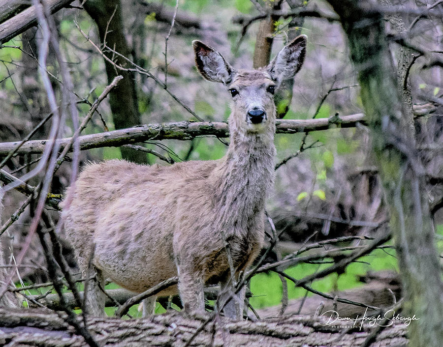 Deer Photograph - Springtime Doe by Dawn Hough Sebaugh
