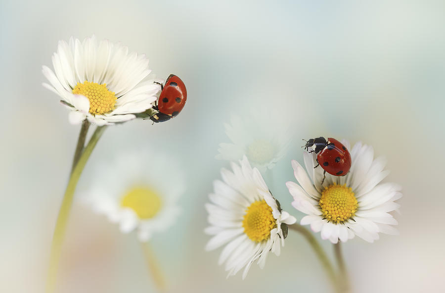 Spring Photograph - Springtime.... by Ellen Van Deelen