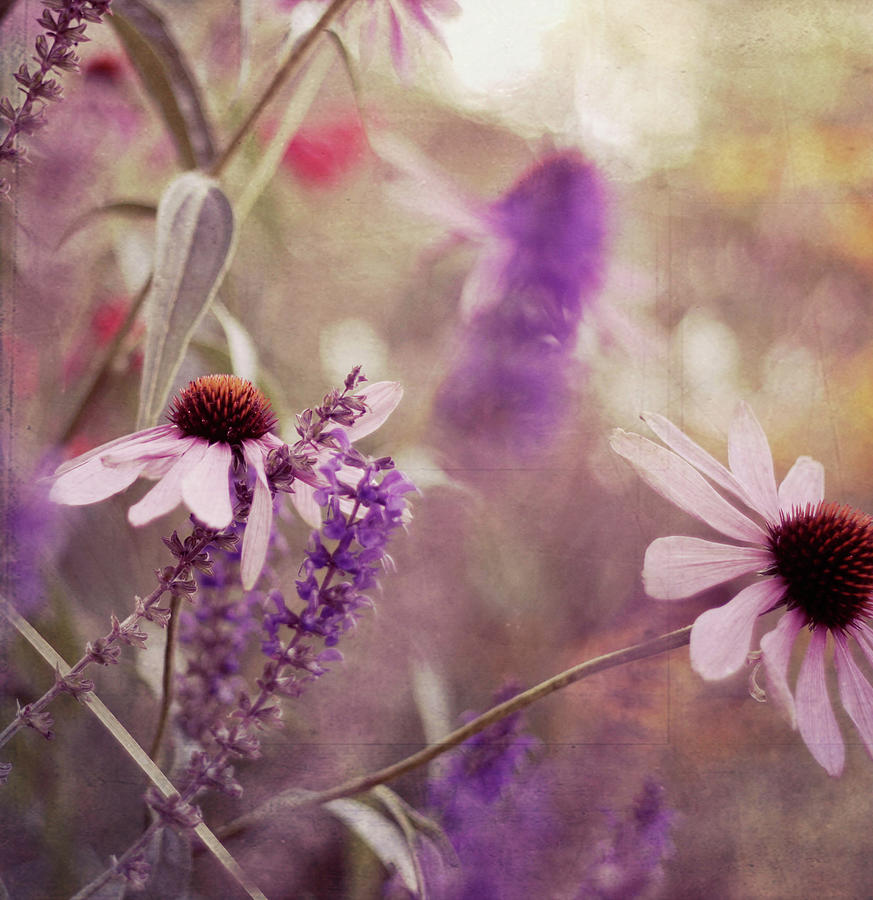 Springtime Flowers Photograph by Liz Rusby