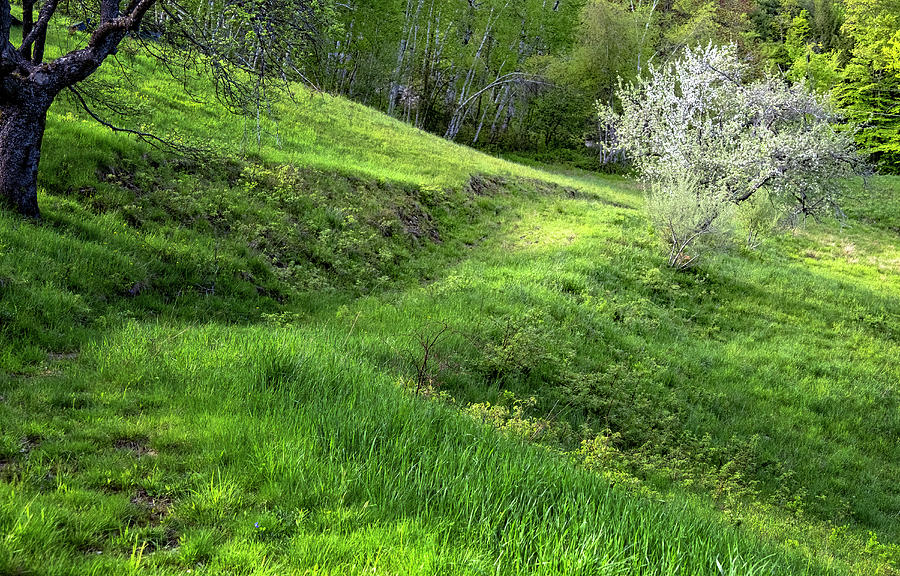 River Rock Photograph - Springtime Hillside by Tom Singleton