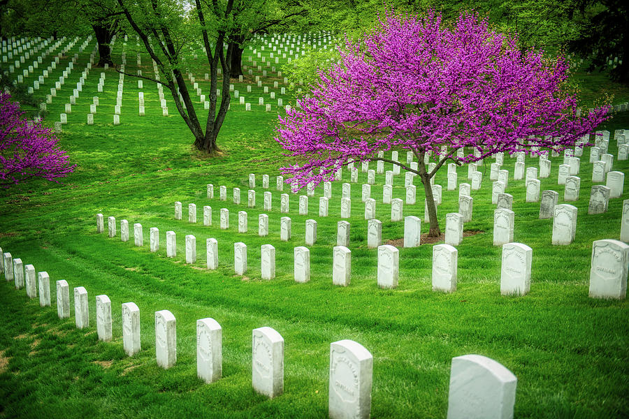 Nature Photograph - Springtime In Arlington National Cemetery by Mountain Dreams