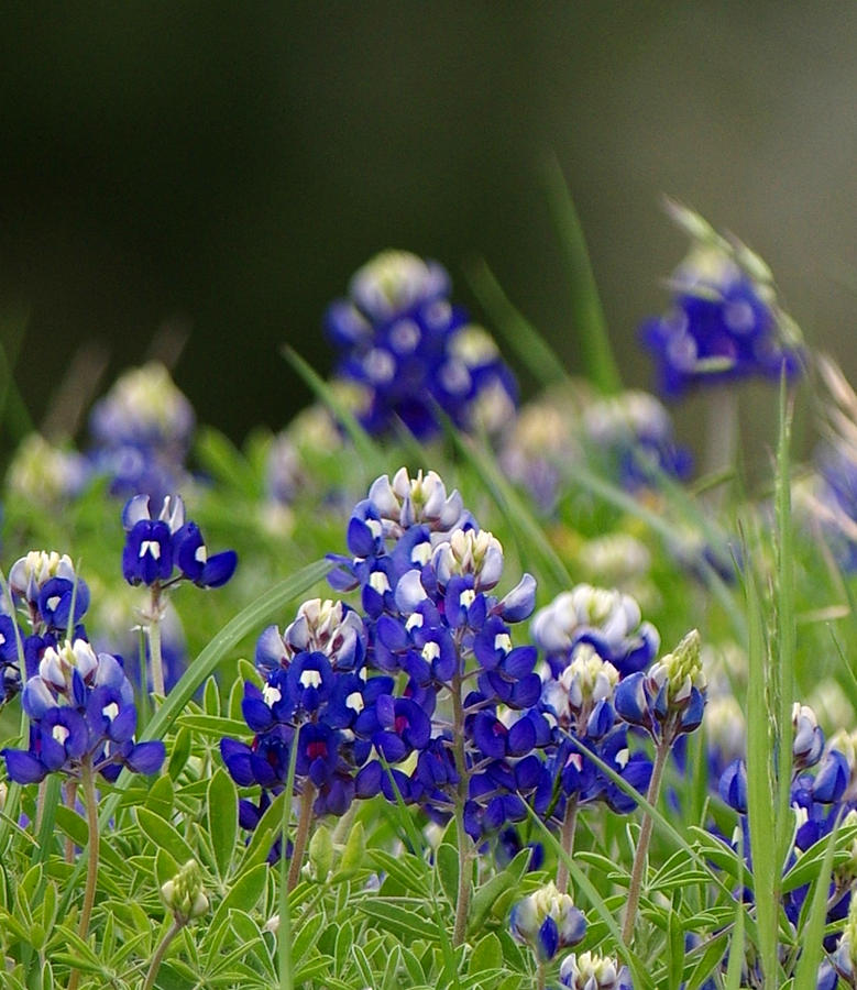 Springtime in Blue Photograph by Amanda Smith
