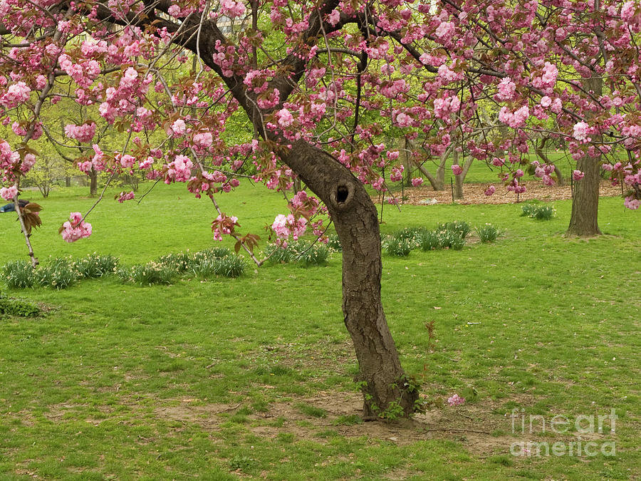 Springtime In Central Park 7 Photograph by Dorothy Lee