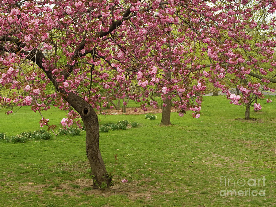 Springtime In Central Park 8 Photograph by Dorothy Lee