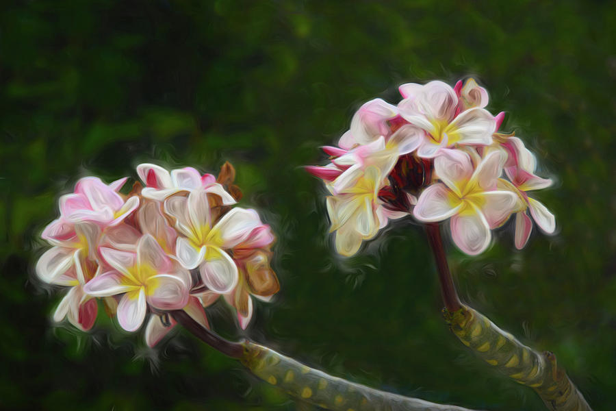 Flower Photograph - Springtime in Hawaii by Pamela Walton