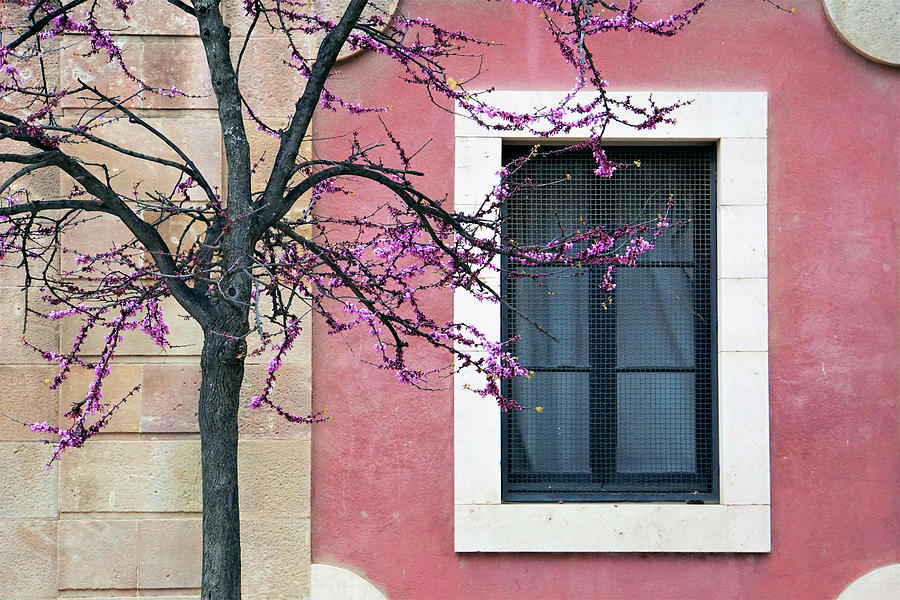 Springtime In Barcelona - Saludos De La Primavera Photograph