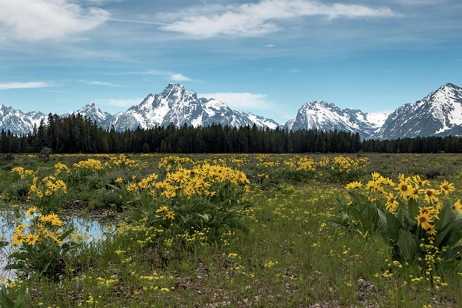 Springtime in Tetons Photograph by Ronnie And Frances Howard