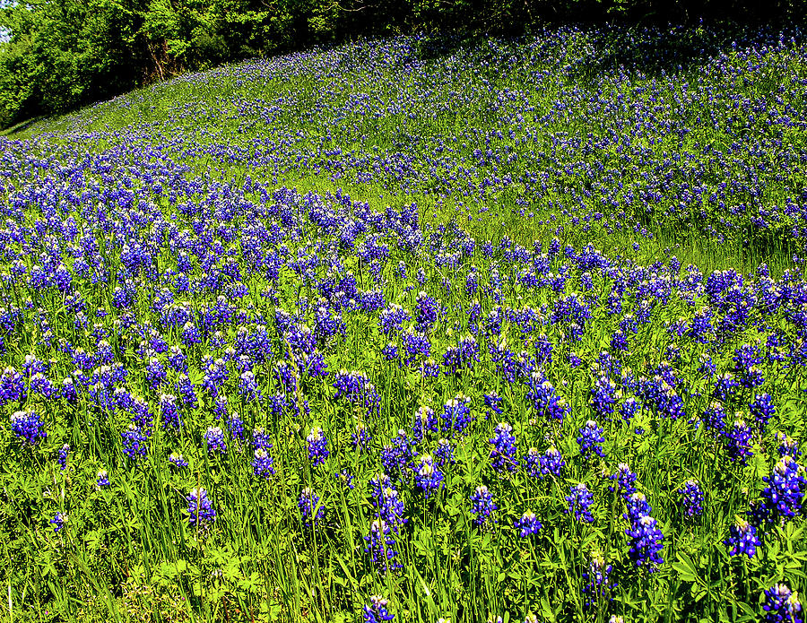 Springtime in Texas Photograph by Paul Anderson