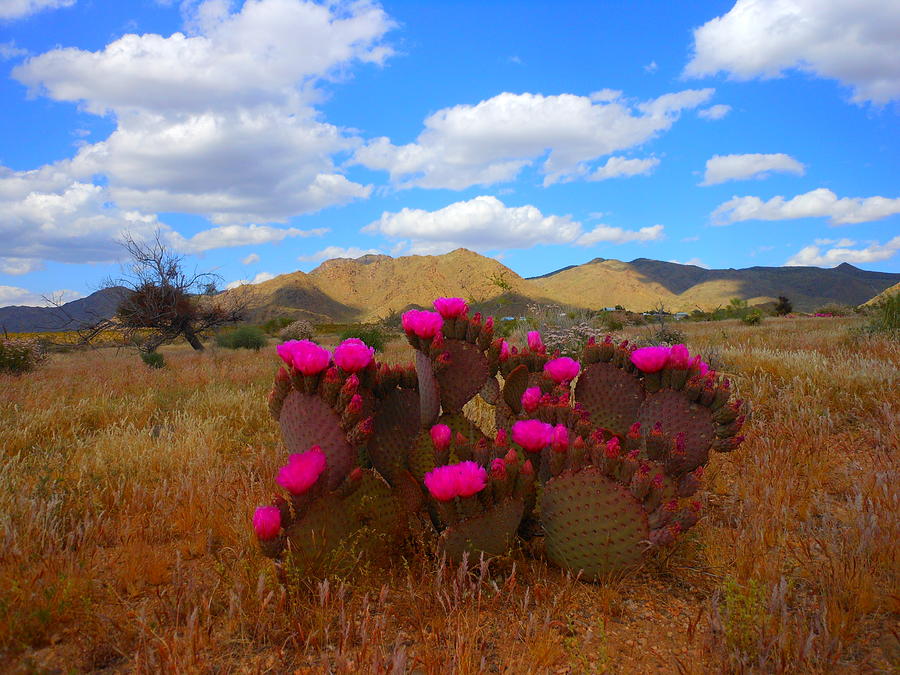 Springtime In The Mohave Desert Photograph by James Welch - Pixels