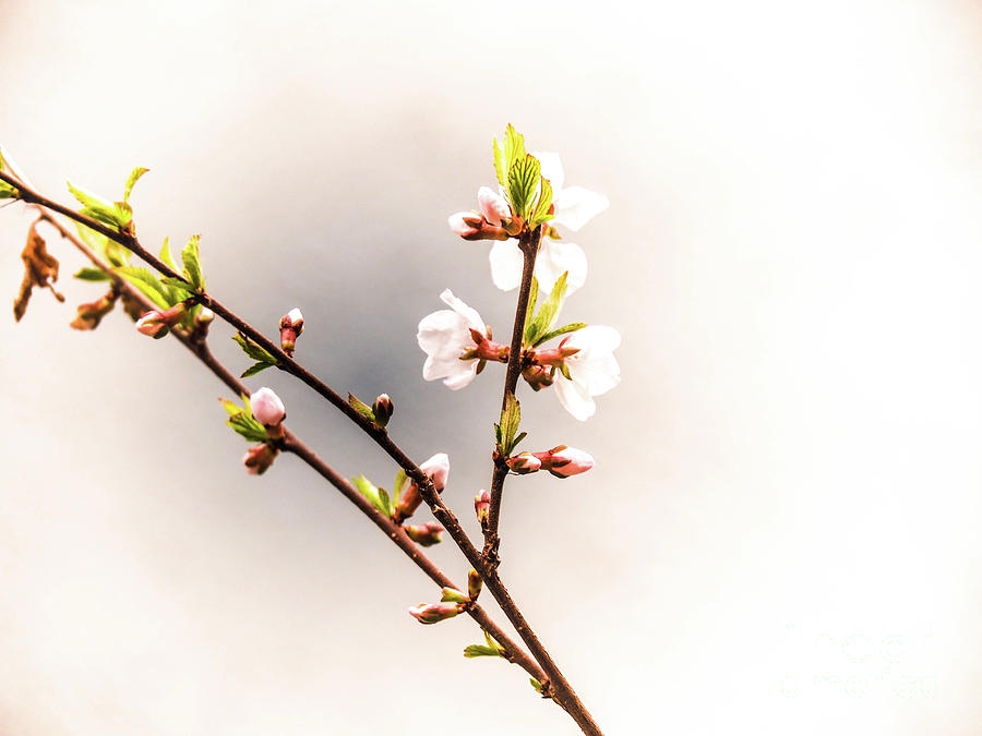 Flower Digital Art - Springtime is for Cherry Blossoms by Gina Matarazzo Flower Digital Art - Springtime is for Cherry Blossoms by Gina Matarazzo