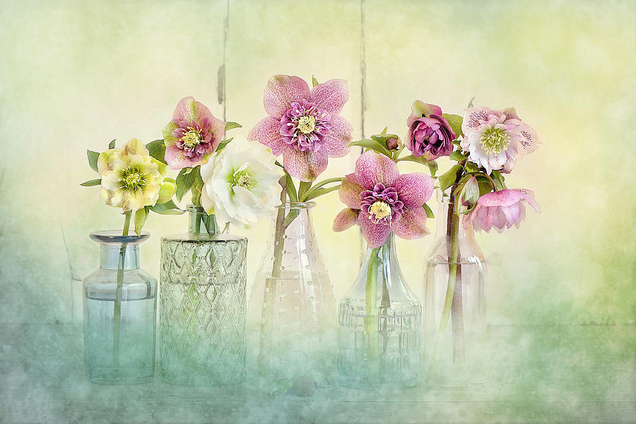 Flower Photograph - Springtime by Jacky Parker