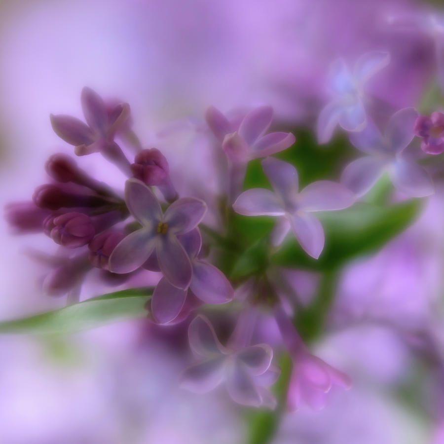 Springtime Lilacs Photograph by Liz Albro