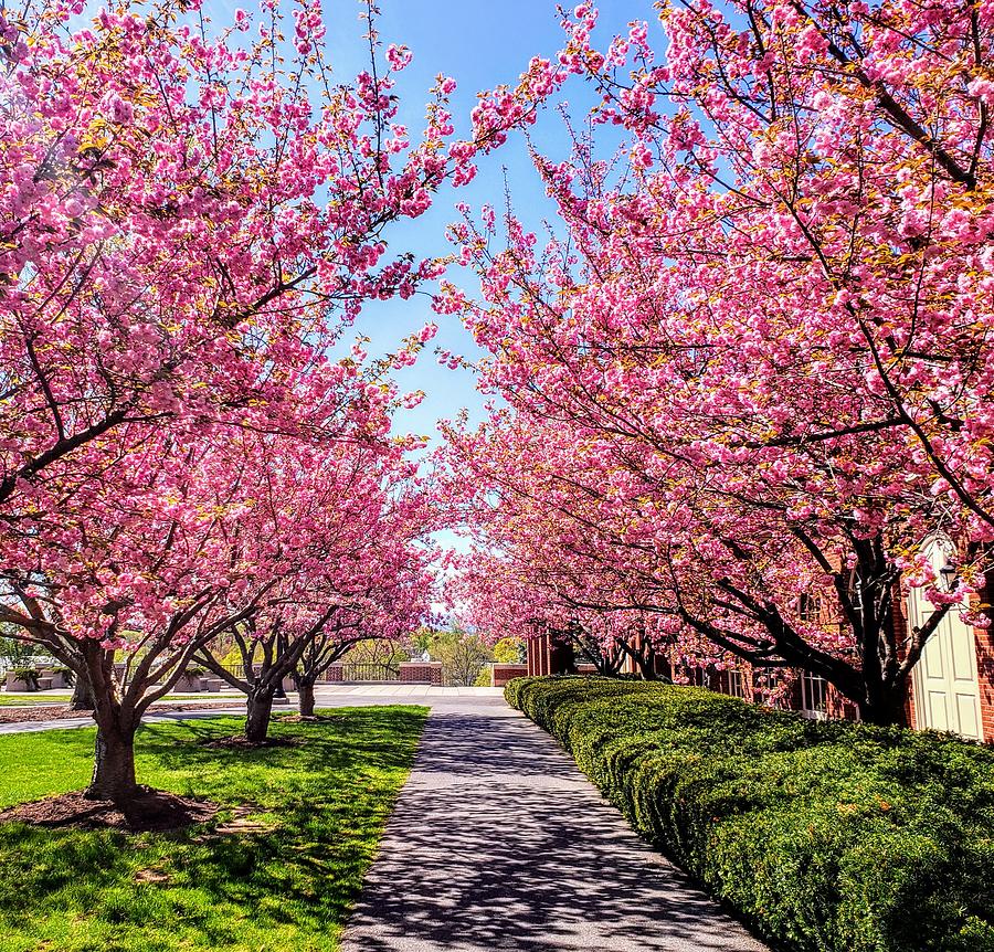 Springtime on Campus  Photograph by Paul Kercher