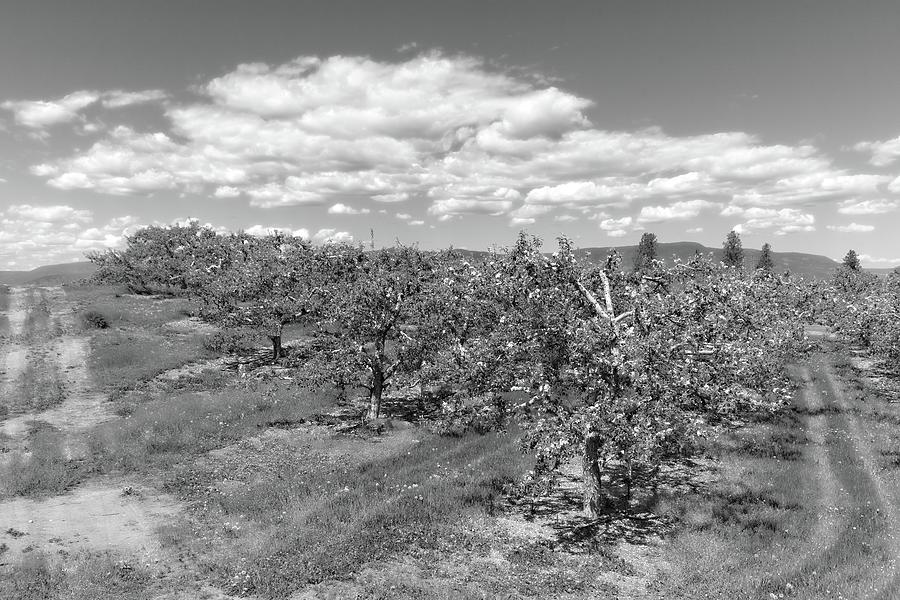 Springtime Orchard Black And White Photograph