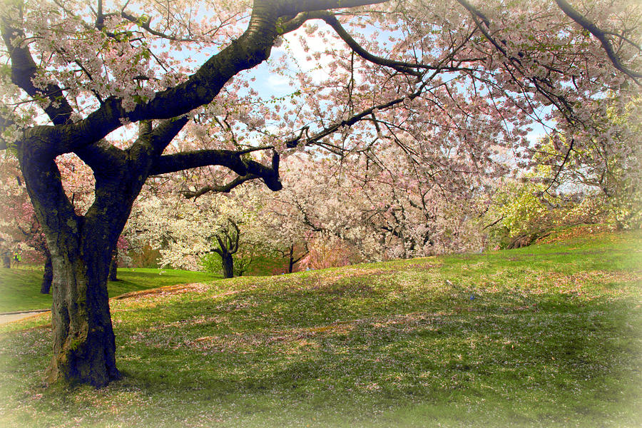 Springtime Orchard Photograph by Jessica Jenney
