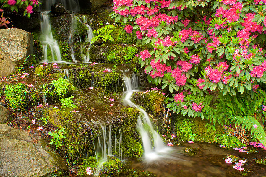 Springtime Serenade II Photograph by Janet Loughrey | Fine Art America