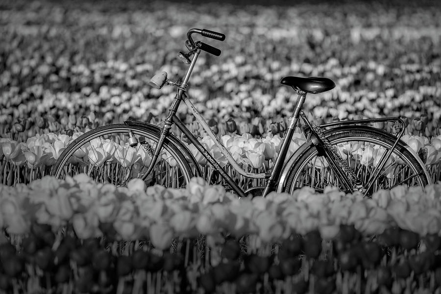 Springtime Tulips and Bike BW  Photograph by Susan Candelario