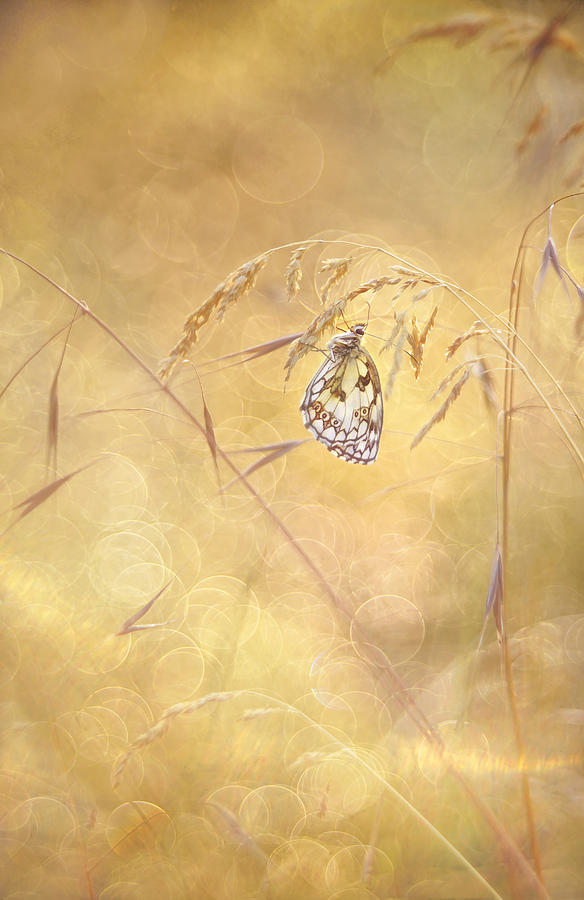 Sprinkle Photograph by Elisabeth Van Helden