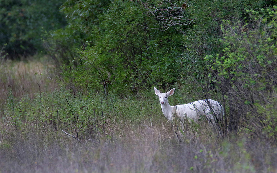 Sprite Buck Photograph by Brook Burling | Fine Art America