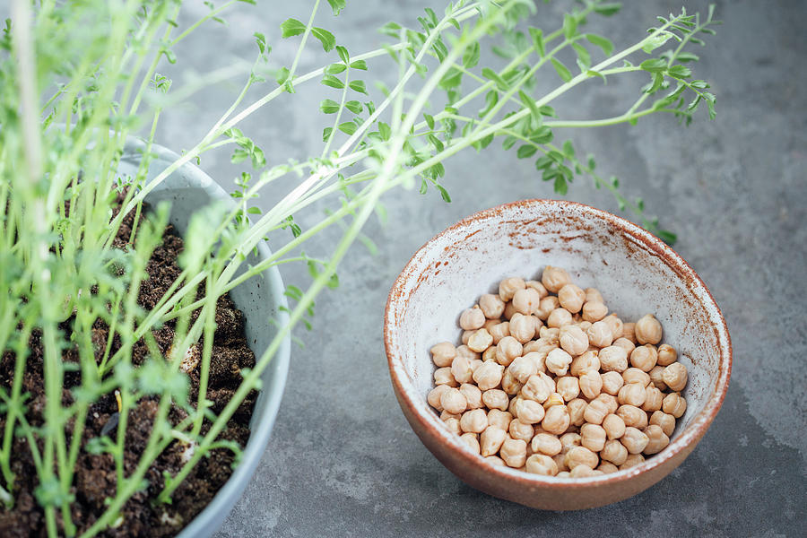 Sprouted And Dried Chickpeas Photograph by Kate Prihodko
