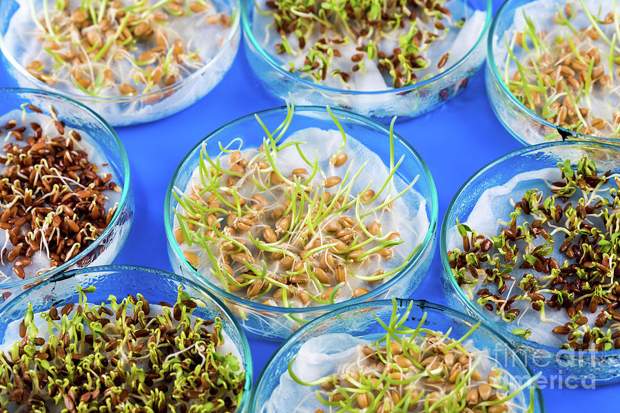 Sprouted Seeds Photograph by Wladimir Bulgar/science Photo Library